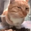 Gatinhos | Cats 🐱 10