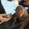 Monos y changuitos 6🐒🦍🦧 10