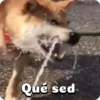 Perritos adorables 🐶🐕 7