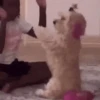 Memes para reaccionar 🤣 10