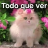Gatos contestones 😼🐈‍⬛😹 15
