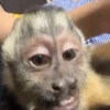 Monos 5🐒Changos 🙉 12