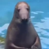 🎵 TIKTOKeando 48 🎵 28