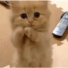 🩷Gatitos Animados 🐱🥛 10