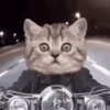 Super funny dogs and cats🐾 13
