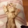 Gatitos 🐈🐈‍⬛ 8