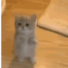 Gatos cura depresión😻animado 15