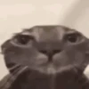 Gatos memes 13