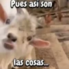 Funny Goat 🐐 13