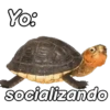 Animalitos funny random🐀🐷🐢 6