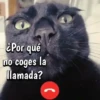 🐈‍⬛Cats🐱Gatos🐱Michis🐈‍⬛ 12