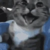 Gatos reagindo 14