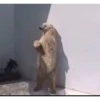 Más gatos 🐱 parte ✌️😾 11