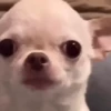 Gif memes 30