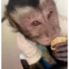 Monitos con movimiento 🐒🦍 7