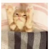 °     ❀   🦴    ⋆  💗      ࿔  11