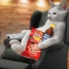 Funny Cats 😹✨ 13