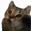 Gatos XD 😎 6