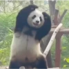 Pandas Fofinhos 🐼 19