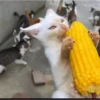 Más gatos 🐱 parte ✌️😾 8