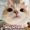 Gatos traviesos🐈🐾🐈‍⬛ 5