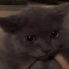 Gato triste y enojado 😎 12