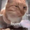 hum