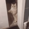 Random Cats 🐾✨ 12