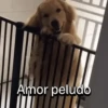 Funny Talking dogs 🐶🐾 11