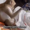 Funny Animal Memes 🐾 9