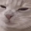Random Cats 🐾✨ 14