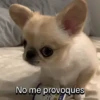 Funny Animal Memes 🐾 17