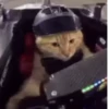 Funny Cats 😹✨ 7