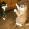 Animais engraçados  6
