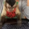 Changos muy Monos 🐒🐵🐒 6