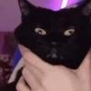 Gato 10
