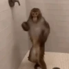 Monkey 15.0 17