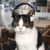 Gato Animado 7