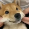 Dogs. | @ocenferios  Haki. 6