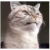 Gif memes 17