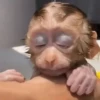 Changos muy Monos 🐒🐵🐒 12