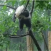 Pandas Fofinhos 🐼 10