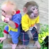 ❀ᮬ🤎⣧ ᩡᩡ Monos !©️Pochis  6