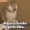 Perritos adorables 🐶🐕 16