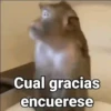 Monos con Frases 3🐒 13