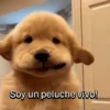 Funny Talking dogs 🐶🐾 7