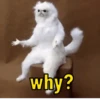 why?