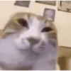 Gato 12