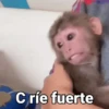 Monos con Frases 3🐒 20
