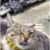 Más gatos 🐱 parte ✌️😾 5